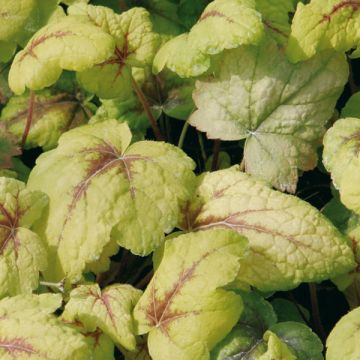 Heucherella Stoplight - Purperklokje