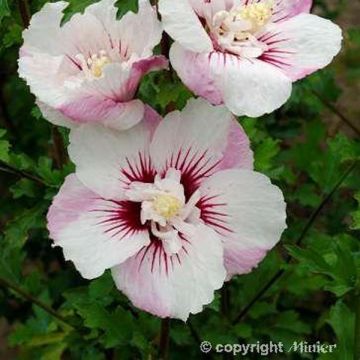 Hibiscus syriacus Pinky Spot - Tuinhibiscus