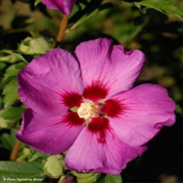 Hibiscus syriacus Russian Violet - Tuinhibiscus