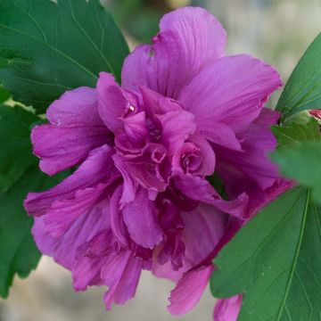 Hibiscus syriacus Freedom - Tuinhibiscus