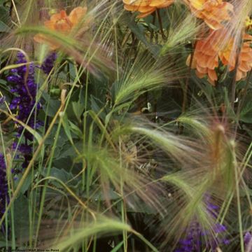 Hordeum jubatum - Kwispelgerst