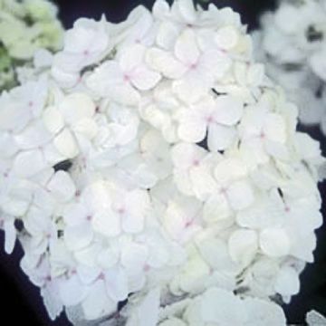 Hydrangea macrophylla Bichon Blanc - Bolhortensia wit