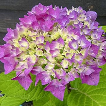Hydrangea macrophylla Flair & Flavours Sweet Cupcake - Bolhortensia