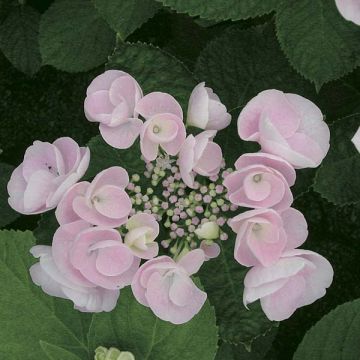 Hydrangea macrophylla Hovaria Hobella - Bolhortensia