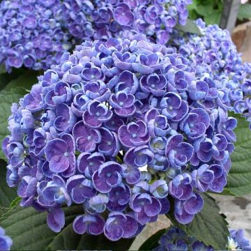 Hydrangea macrophylla Hovaria Hopcorn - Bolhortensia