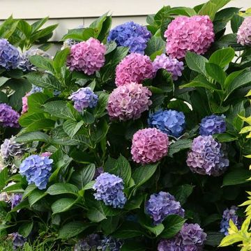 Hydrangea macrophylla L.A Dreamin Lindesy Ann - Bolhortensia
