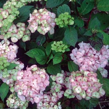 Hydrangea serrata Precioza - Berghortensia