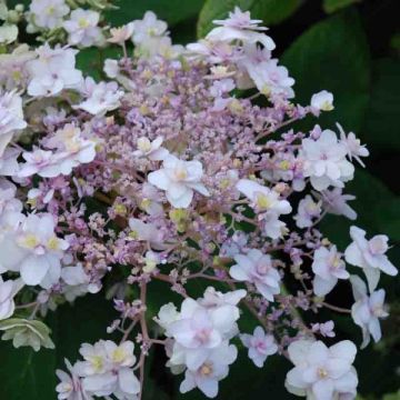Hydrangea involucrata Yoraku Tama - Hortensia