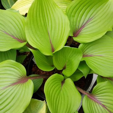 Hosta Almost - Hartlelie