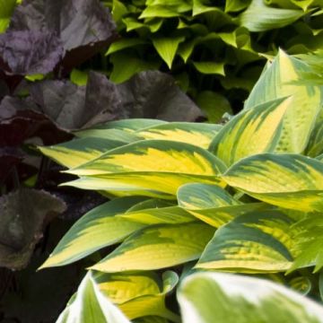 Hosta On Stage - Hartlelie