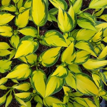 Hosta Orange Star - Hartlelie