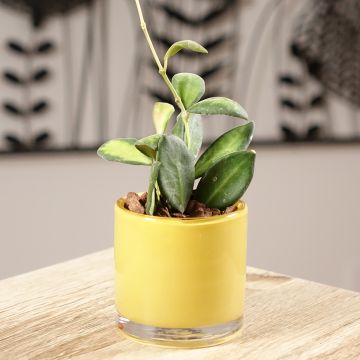 Hoya burtoniae Variegata - Wasbloem