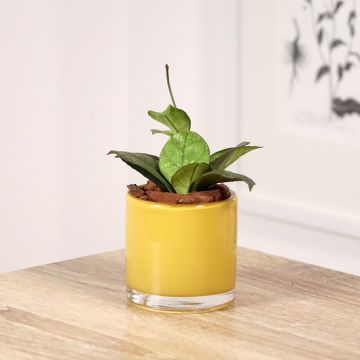 Hoya callistophylla Sabah - Wasbloem