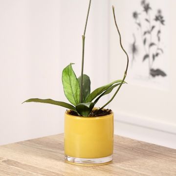 Hoya crassipetiolata - Wasbloem