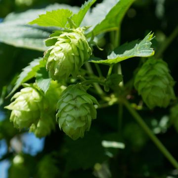 Hop groen Magnum - Humulus lupulus