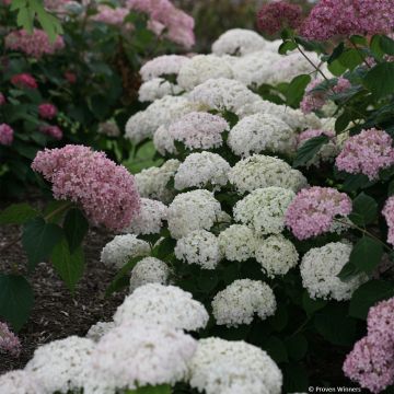 Hydrangea BellaRagazza Blanchetta - Struikhortensia