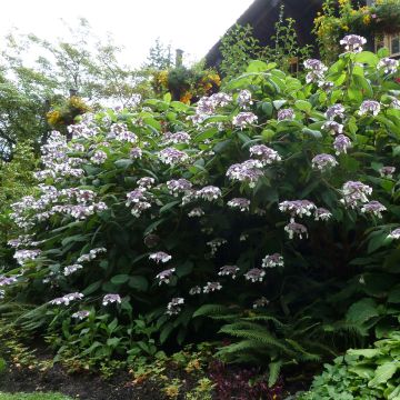 Hydrangea aspera Macrophylla - Fluweelhortensia