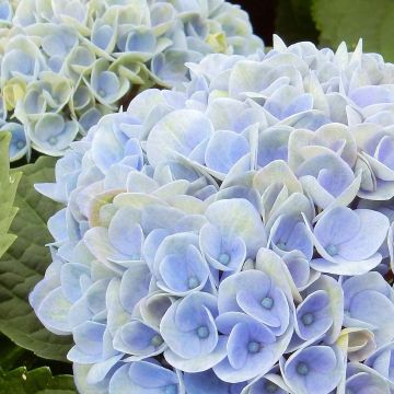 Hydrangea macrophylla Magical Revolution - Bolhortensia