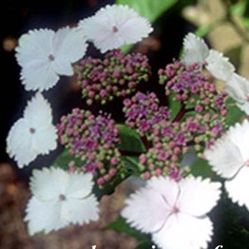 Hydrangea macrophylla Nadesiko - Schermhortensia