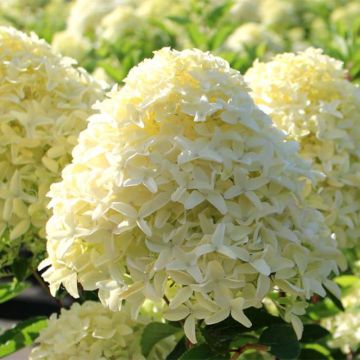 Hydrangea paniculata White Light - Pluimhortensia