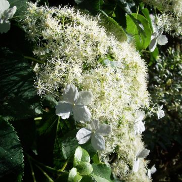 Hydrangea petiolaris - Klimhortensia