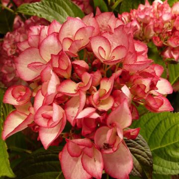Hydrangea macrophylla Salsa - Bolhortensia