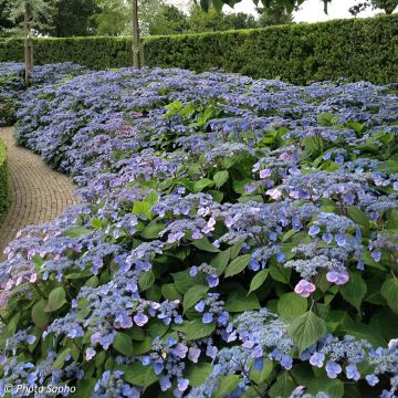 Hydrangea serrata Veerle - Berghortensia