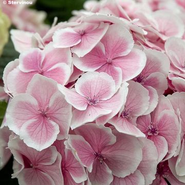 Hydrangea macrophylla Wedding Ring - Bolhortensia