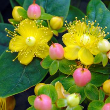 Hypericum inodorum Magical Beauty - Hertshooi