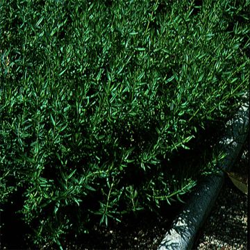 Hysop BIO Ferme de Sainte Marthe - Hyssopus officinalis