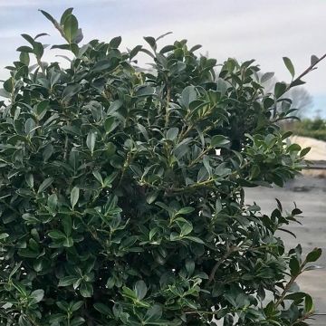 Ilex crenata Green Lustre - Japanse hulst