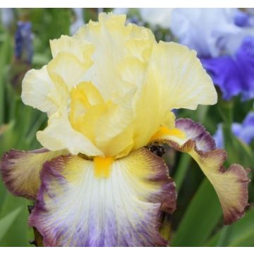 Iris germanica Above The Rim - Baardiris