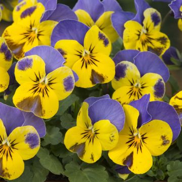 Viola cornuta Sorbet Yellow Blue Jump-Up