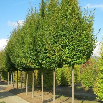 Carpinus betulus Frans Fontaine - Haagbeuk