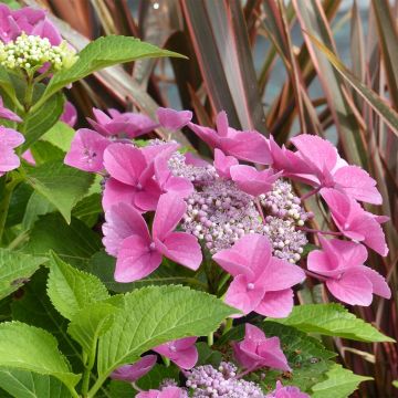 Hydrangea macrophylla Teller Pink - Schermhortensia