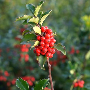 Ilex meserveae Mesid - Kastanjebladige hulst