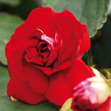 Impatiens walleriana Dubbel Rood (zaad) - Vlijtig liesje