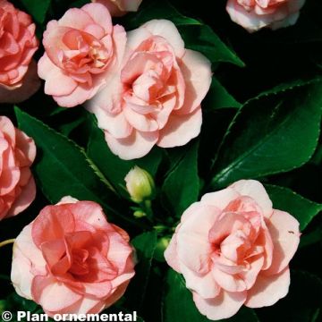 Impatiens walleriana Dubbel Zalm - Vlijtig liesje