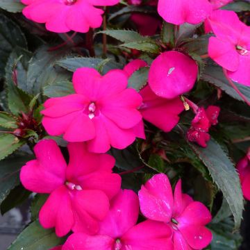 Impatiens hawkeri SunPatiens Compact Purple - Vlijtig liesje