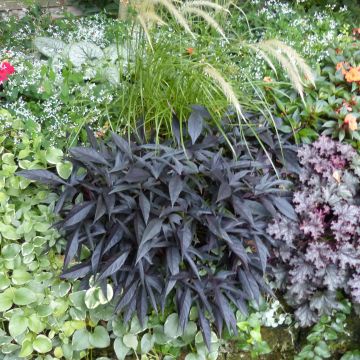 Ipomoea batatas Illusion Midnight Lace - Zoete aardappel