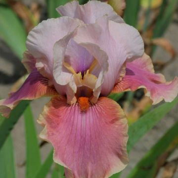 Iris germanica Cameo Wine - Baardiris