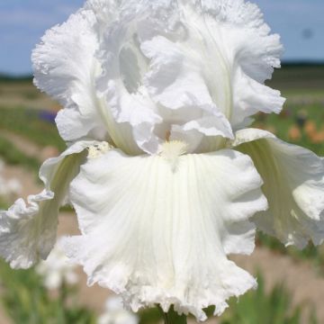 Iris germanica Laced Cotton - Baardiris