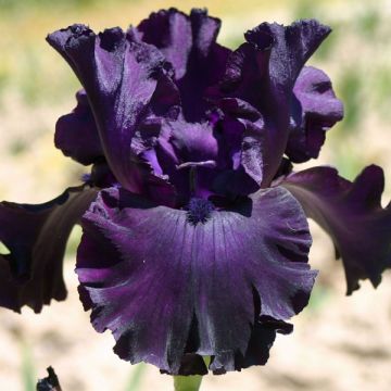 Iris germanica Midnight Revelry - Baardiris