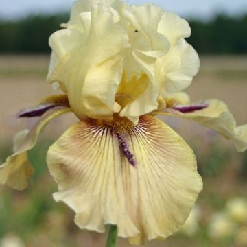 Iris germanica Thornbird - Baardiris