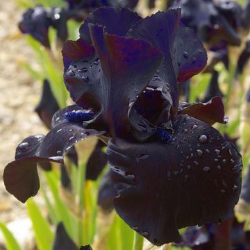 Iris germanica Black Suited - Baardiris