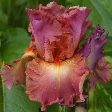 Iris germanica Dame de Coeur - Baardiris