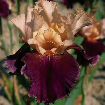 Iris germanica Double Espoir - Baardiris
