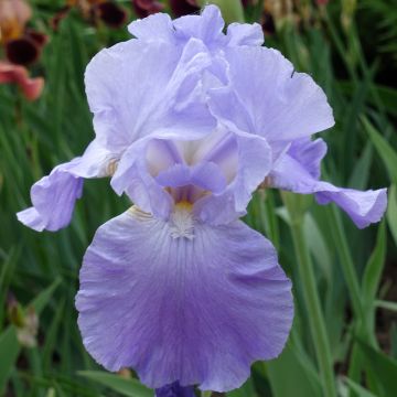 Iris germanica Harbor Blue - Baardiris