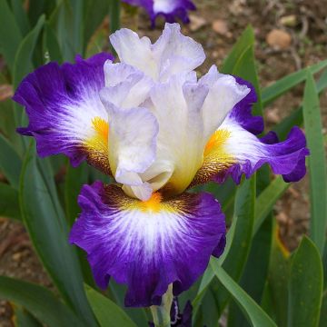 Iris germanica Irisades - Baardiris