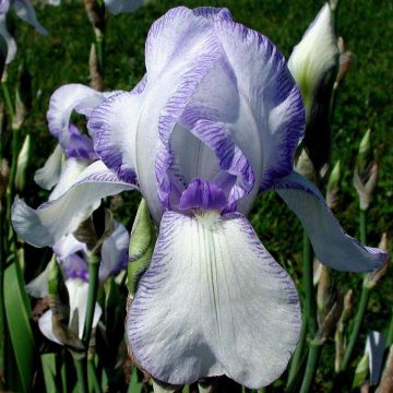 Iris germanica Ma Mie - Baardiris